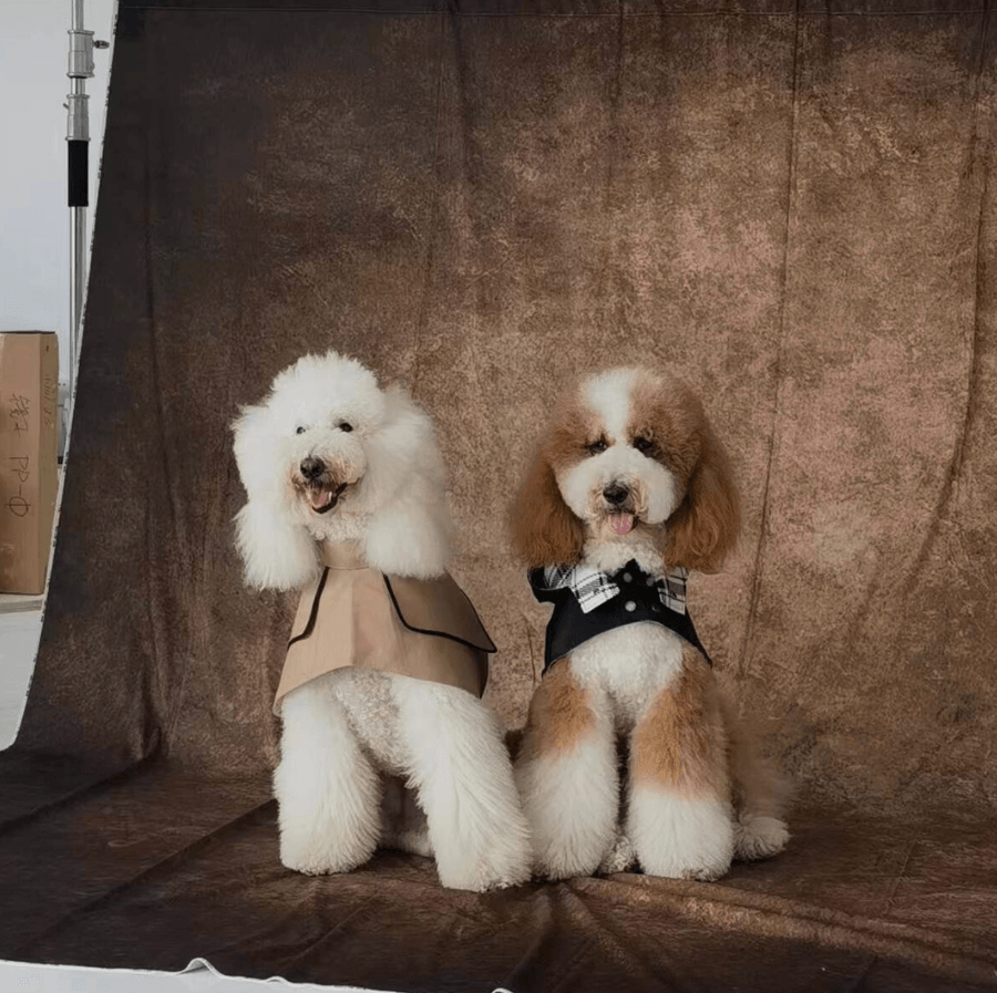 Best Dog Outfits for Summer Holidays BONDIR