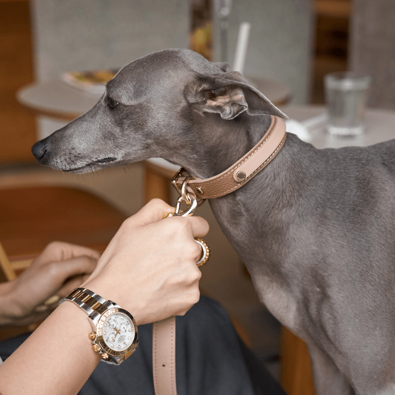 Dog Collar Greyhound high quality Collar Leather Collar Salmon Leather Gray