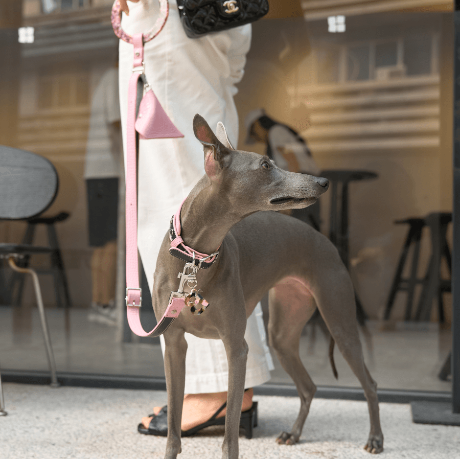 Discover the Barbie-Inspired Dog Walking Set! - BONDIR