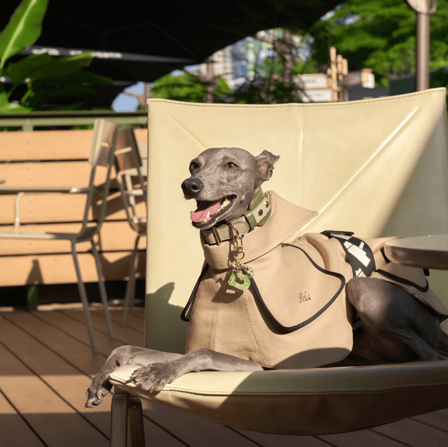 Meet Your Dog’s New Favorite Wardrobe Addition: The Chic Trench Coat - BONDIR