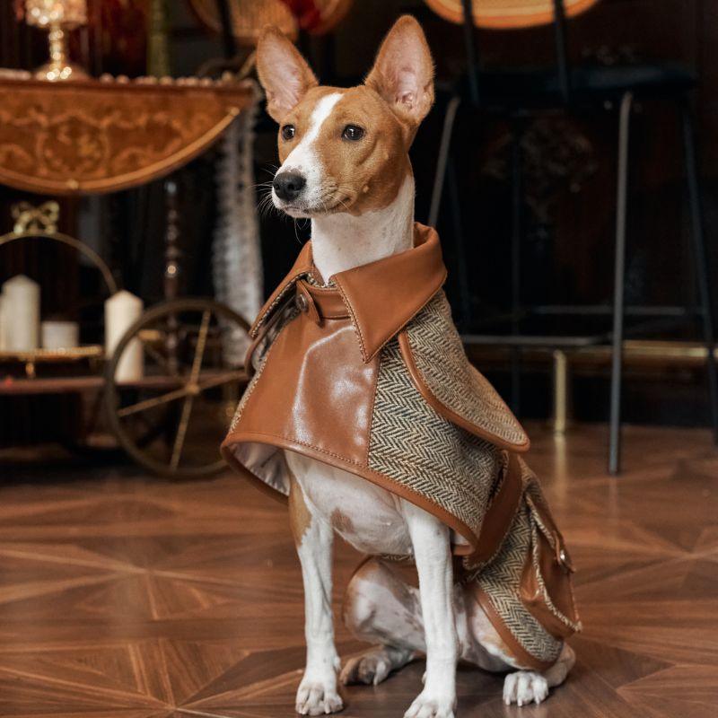 Italian Greyhound orders apparel;trench coat