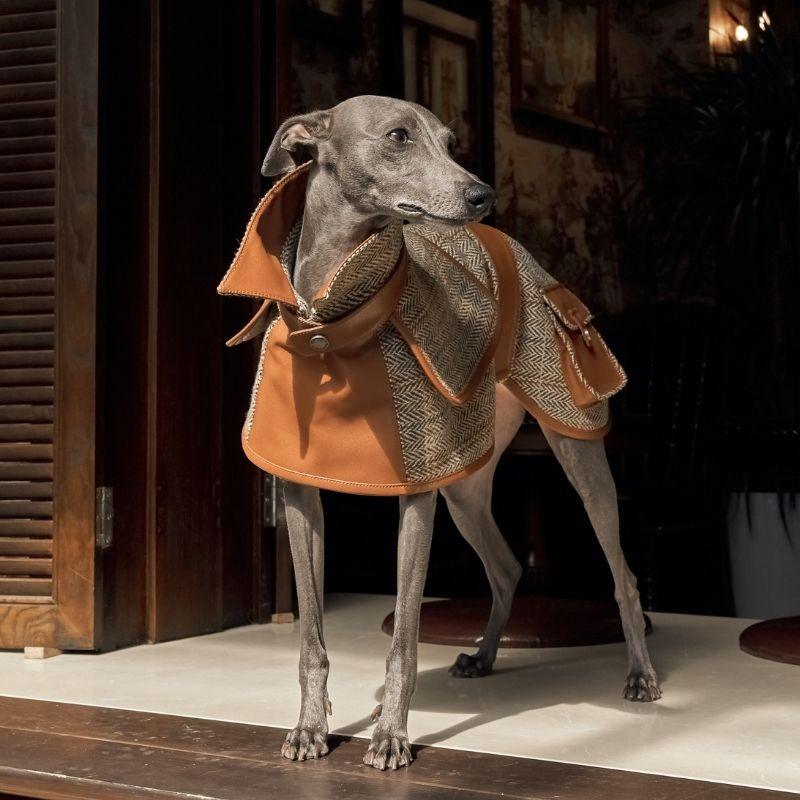 Italian Greyhound apparel;trench popular coat